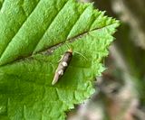 Blbrsbladskrare - Incurvaria oehlmanniella.jpeg