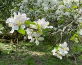 Vildapel - Malus sylvestris.jpeg