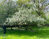 Vildapel - Malus sylvestris.jpeg