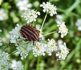 Graphosoma lineatum - Strimlus.jpeg