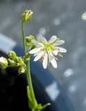 Grsstjrnblomma.jpeg