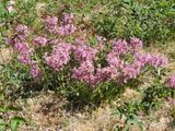 Tjrblomster.jpeg
