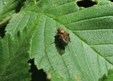 Phaonia angelica