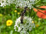Macrophya montana.jpeg