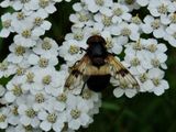 Fnsterblomfluga.jpeg
