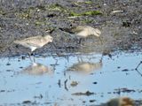 Ruff - Calidris pugnax - Brushane.jpeg