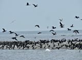 Great Cormorant - Storskarv.jpeg