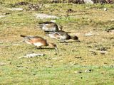 Blsand. - Wigeon, 1k.jpeg
