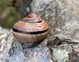 Parksncka - Cepaea nemoralis.jpeg.jpeg
