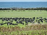 Barnacle geese - Vitkindad gs..jpeg