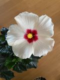 Hibiscus syriacus,jpeg