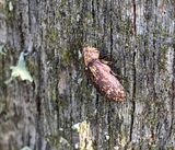 Xestobium rufovillosum - Skckig trgnagare.jpeg