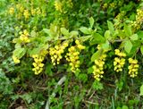 Berberis.jpeg