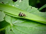 Smultronbladskrare - Incurvaria praelatella.jpeg