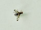 Geomyza tripunctata.jpeg