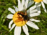 Tachina fera.jpeg
