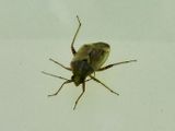 Deraeocoris ruber.jpeg