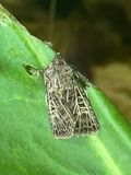 IMG_0870.jpeg