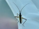 Notostira elongata.jpeg