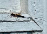 IMG_0905.jpeg