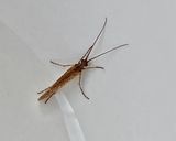 Limnephilus bipunctatus
