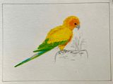 Sun Parakeet.jpeg