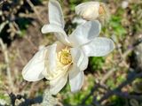 IMG_1151.jpeg