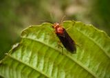 Hemichroa crocea.jpeg