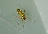 Rhabdomiris striatellus.jpeg