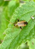  Closterotomus norwegicus.jpeg