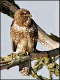 Common Buzzard - Buteo buteo - Ormvrk.jpg