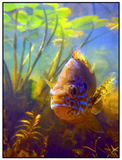 sunfish