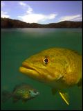 two fish.jpg