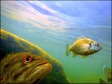 poissons du lac #31a.jpg