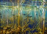 poissons du lac #21.jpg