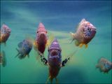 poissons du lac #31.jpg
