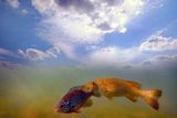 aSunfish and Bass 2a.jpg