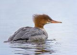 Common Merganser