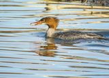 Common Merganser