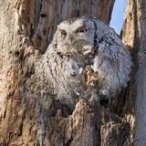 Eastern Screech Owl