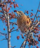 American Robin