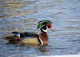 Wood Duck