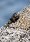 American Toad