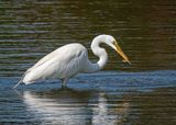Great Egret