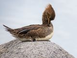 Hooded Merganser