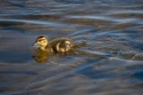 Mallard Duckling