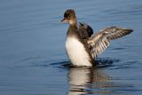 Hooded Merganser - Juvenile