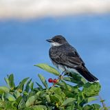 Eastern Kingbird