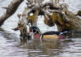 Wood Ducks