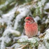 House Finch